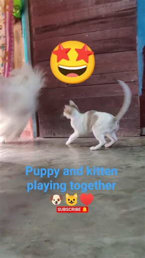Little Puppy and Kitten playing together 🐶😺♥️ | Simba Vlog #shorts