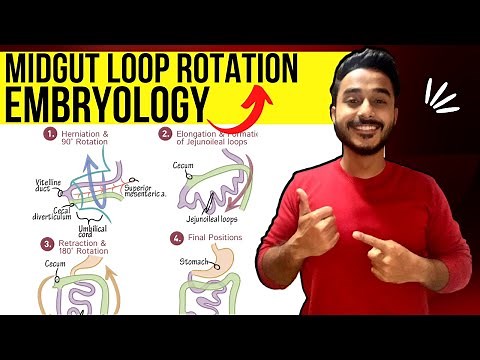 midgut rotation embryology | rotation of midgut embryology | development of midgut embryology