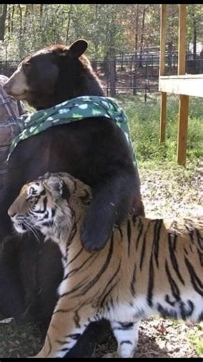 Best friends, right? 🤣 | K Line Global