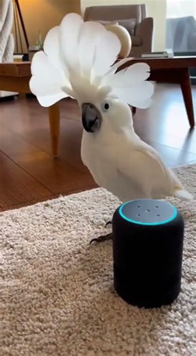 "Cockatoo's Epic Dance Show: When a Bird Owns the Spotlight!"