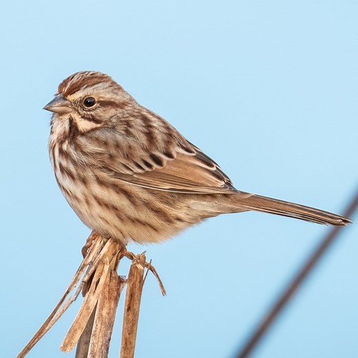 17 Types of Sparrows Found In Massachusetts! (ID GUIDE)