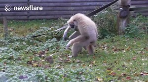 Hilarious monkey has panic attack over mouse - video Dailymotion