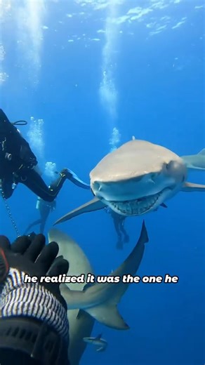 The man got teeth from a shark's mouth #animals #shark #wholesome #friendship #fyp | Loveable Stories