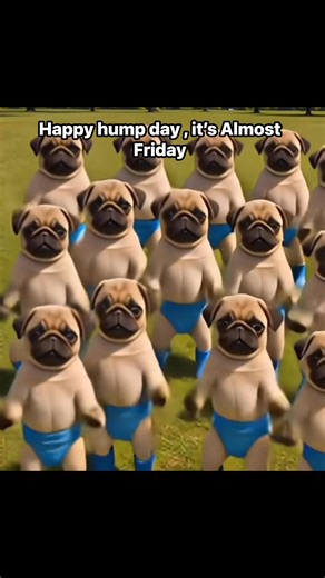 64K views · 1.2K reactions | Happy Wednesday dance 藍藍 #pug #pugdance #puglife | Pug Philosophy | Facebook