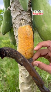 Papaya california 🧡😋 #asmr #fruits #cuttingskills | Racadev