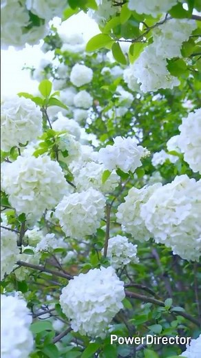 Snowball Bush Gardening: The Art of Floral Landscaping