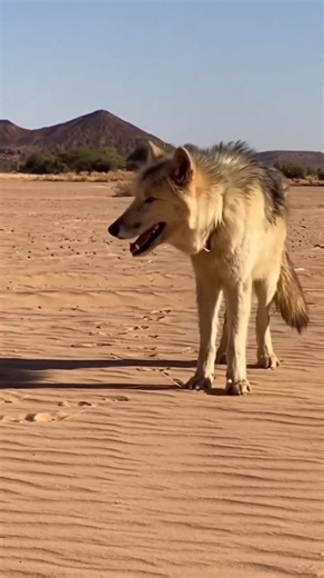 It is madness for sheep to talk peace with a wolf. ,,,,, ,,,,, ,,,,, ,,,,, ,,,,, ,,,,,, #Wolf #wolflover #wolfreels #video #reelsvideo #wolfpack #wolfdog | I Love Wolf