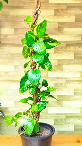 382K views · 6.8K reactions | DIY Stick for Pothos  Cheap & Easy Method! . . . . #Pothos #MossStick #DIYGardening #IndoorPlants #PlantCare #Houseplants #HomeGarden #PlantLovers #EasyGardening #GardenDIY #GreenLiving #UrbanGarden #PlantParent #BalconyGarden #PlantGrowth #GardenTips #GrowAtHome #PlantDecor #IndoorJungle #PlantPropagation #gardeningtips #fbreelsfypシ゚viralシ #facebookreel | Fashion home gardening | Facebook
