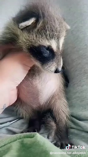 baby raccoons for adoption on TikTok