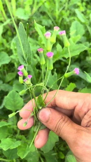 土公英 这种植物也被称为小蒲公英，老百姓都很喜欢它，如今不好找了#一点红 #蒲公英 #野菜#植物科普#植物#知识分享#shorts