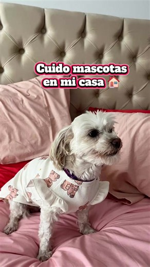 ¡Cusco está de fiesta y en GatuBella también celebramos con nuestros huéspedes de cuatro patas! 🎉🐶🐱 Mientras disfrutas de las actividades y tradiciones de nuestra hermosa ciudad, nosotros cuidamos a tu engreído con amor, seguridad y mucha diversión. ❤️ 📍 Hospedaje y guardería para mascotas en Cusco. ¡Felices Fiestas del Cusco! 🏔️✨ #GatuBella #FiestasDelCusco #Cusco #HotelParaMascotas #GuarderiaCanina