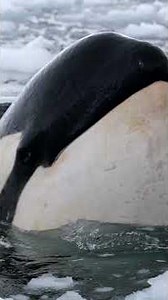 When Pack Ice Orca surround your zodiac! #killerwhale #orca #antarctica #wildlife #nature #wow