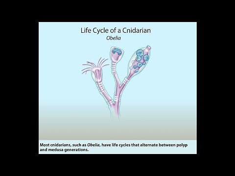Cnidarian life cycle || Obelia || Polyp || Medusa