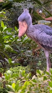 Shoebill stork 🦤 | The Shoebill World