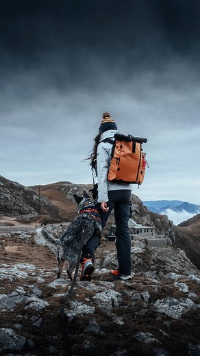 313K views · 82K reactions | Herding dogs have to herd. He’s always watching… always judging 藍 Does your cattle dog also do this? Happy weekend! ~ Follow @achitheraptor for more raptor shenanigans! 練 #australiancattledog #cattledog #herdingdog #herdingdogs #heeler #dogsofinstagram #funnydogs #dogownerproblems #dogowner #achitheraptor | Achi the Australian Cattle Dog | Facebook
