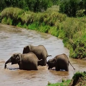 274K views · 10K reactions | A Little Baby Elephant Almost Gets Swept Away But Luckily The Other Elephants Save It Join my group : Animals Kingdom  Thank you so much  | Elephant World | Facebook