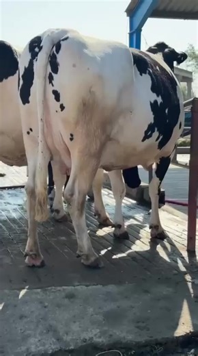 Close Up Animals: Majestic Creatures You Can't Miss