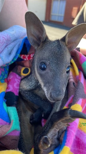Times to be mindful we do live amongst wildlife in Warrnambool... Caught on film the moment a scared mum Swamp wallaby lost her joey as it fell out of the pouch as she was fleeing. Lucky for this little girl help was called! The little joey jumped off into some nearby bushes and after some serious hunting by our vol's at Mosswood, we found her! Unfortunately we couldn't find the mum to reunite but joey wouldn't have survived out there alone so at least she's safe in care. 🥰 thankyou Tracy Mcken