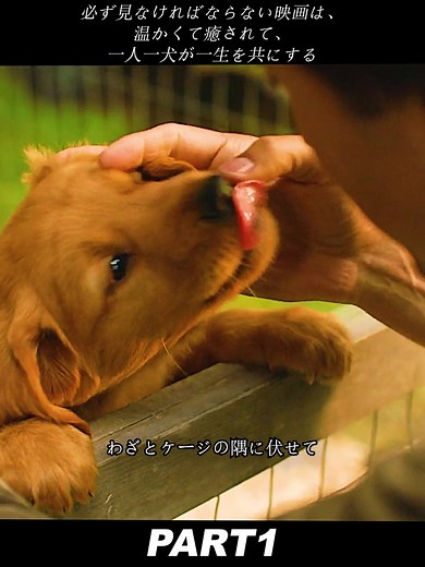 感動の犬映画特集 - 歌舞伎町での命を描く感動作品