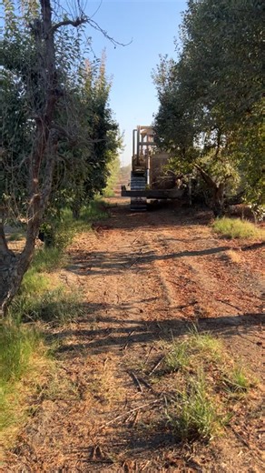 Getting some Plum trees out with the mighty D6 Dozer #dozer #bulldozer #orchard #orchardremoval #farming #california #howto #diy