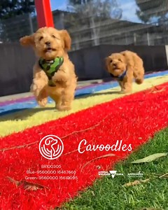 3.3K views · 17 reactions |  Spent the day playing fetch with these two adorable Cavoodle boys, and they’ve completely worn me out!  These little boys are looking for their fur-ever home, and if you need a double dose of cuteness, check out our website and reserve your little boy today!  Victorian Minister Approved Breeder BR100305 Microchips: Blue-9560000 16467668 Green-9560000 15610095 #CavoodleCuties #PuppyLove | Banksia Park Puppies | Facebook