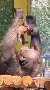 566K views · 10K reactions | The cutest baby chimpanzee .The love we give to gorillas  ❤️#monkey #animals #monkeys #monkeysofinstagram #photography #monkeylove #animallovers #monkey #MonkeyBusiness #PrimatePals#WildAboutMonkeys #SwingingWithMonkeys #CheekyChimps#BananaLovers #JungleJesters #MonkeysOfInstagram#APEtasticAdventures #CuriousGeorgeVibes | Wildlife Wonders | Facebook