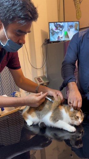 #goofycutiecat #cat #viral #bdtiktokofficial #kitty #catsoftiktok #catsvideo #tiktok #animalsoftiktok #fyp #fypシ゚viral #catlover #kitten