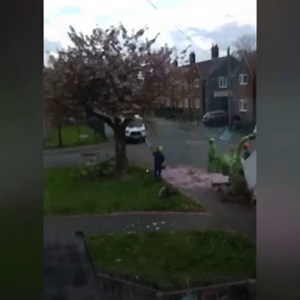 39K views · 281 reactions | The workers were meant to remove a diseased tree which needed felling, but got the wrong one and chopped down a healthy blossom tree full of pink petals. Sound on  | Manchester Evening News | Facebook