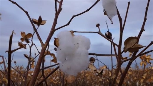 Cotton farmers in Arizona talk about the important crop and its changing industry