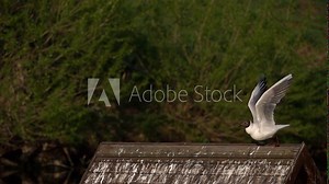 Slow Motion European herring gull (Larus argentatus) is a large gull. One of the best known of all gulls along the shores of western Europe, it was once abundant.