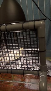 Turtle Basking Platform for 20/25/29/55 Gallon