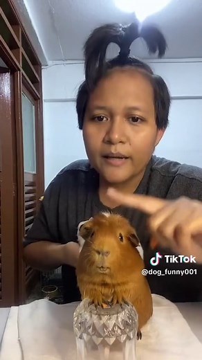 Guinea Pig Core #guineapig #funnyanimals #animals #funnyvideos #Foryou