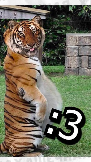 Hilarious Russian Memes and Animal Antics Guide