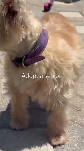 Senior Teri is looking for a forever home. 13 yrs old Cairn Terrier mix