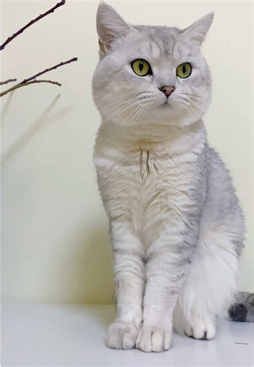 Perfect Sitting Pose of Cats: The Cutest Moments