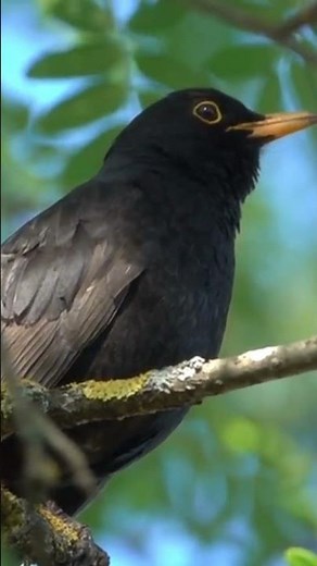 Canto do Pássaro Preto | MERLO cantando Livre