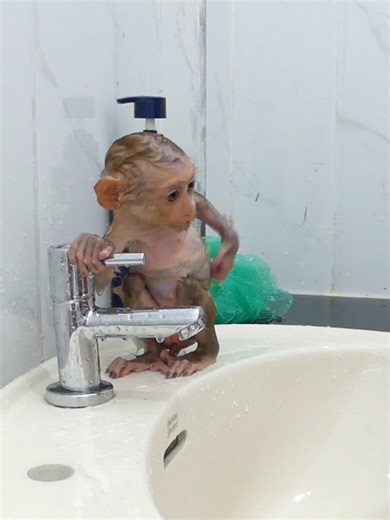 1.3K views · 36 reactions | Baby Monkey Bom's Family | Mr Bon | Facebook