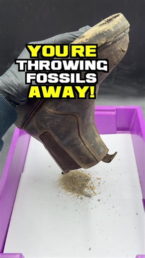 Discover Hidden Ammonites During Fossil Hunts