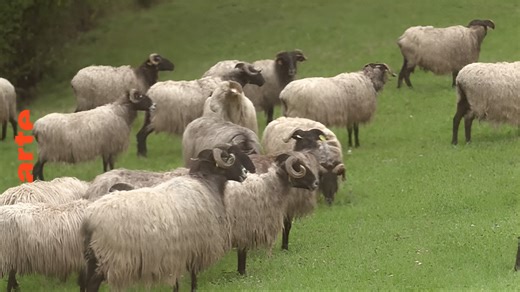 Au pays basque, des brebis et des hommes - Invitation au voyage - 14/10/2024 - Regarder le documentaire complet