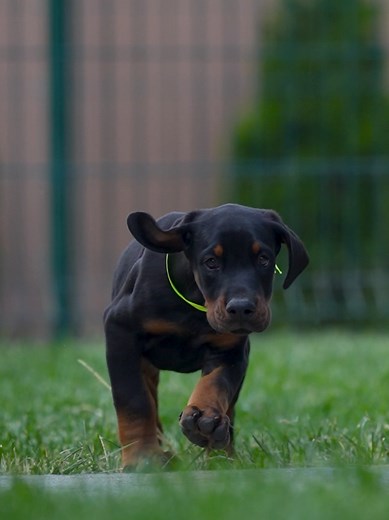 Adorable 2-Month-Old Dobermann Puppy