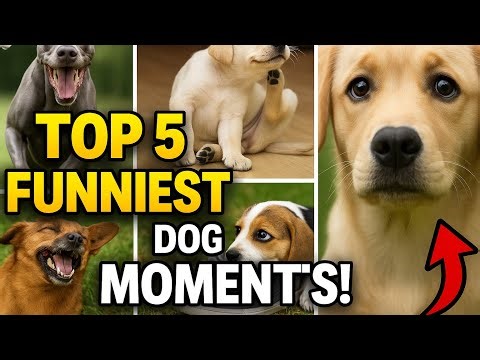 Top 5 Funny Dog Moments Every Dog Owner Knows!