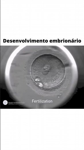 FORMAÇÃO DO EMBRIÃO #shorts #embriologia #reproduction #embryology