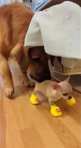 Chihuahua's Duck-Walking Adventure: A Cute Pet Journey