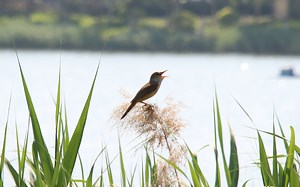 5月22日 东方大苇莺