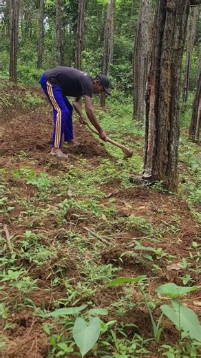 The technique of digging the ground using a hoe #shorts