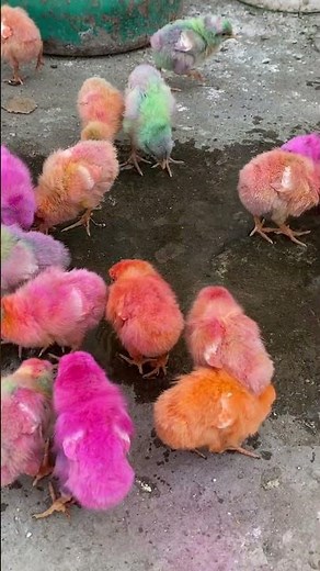 Rainbow Color chicks