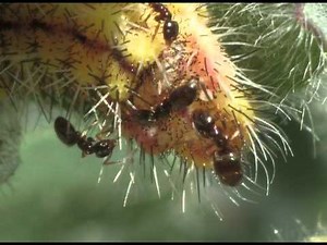 Myrmecophily : Plagiolepis pygmaea attracted by Tomares ballus