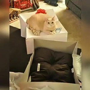 19K views · 266 reactions | Hilarious Examples Of Cat Logic That Will Make You Shake Your Head! | Awesome&Crazy Stuff | Facebook