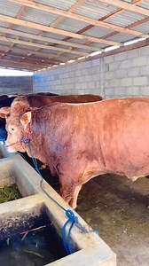 266K views · 3K reactions | Prinsip Ada yang Jual pasti ada yang beli | Juragan Sapi | Facebook