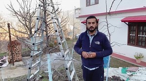 481K views · 18K reactions | Canopy Management on SEEDLING. Modifying Apple Tree Canopies According to Distance (HDP OR UHDP) for Improved Production Efficiency | AVO Fruit Tree Nursery | Facebook